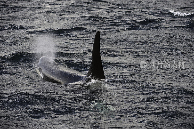 逆戟鲸或虎鲸(Orcinus Orca)，黑鱼或海狼，是海洋海豚家族中最大的物种。加拿大不列颠哥伦比亚省，温哥华岛，约翰斯通海峡。背鳍露出水面。打击。